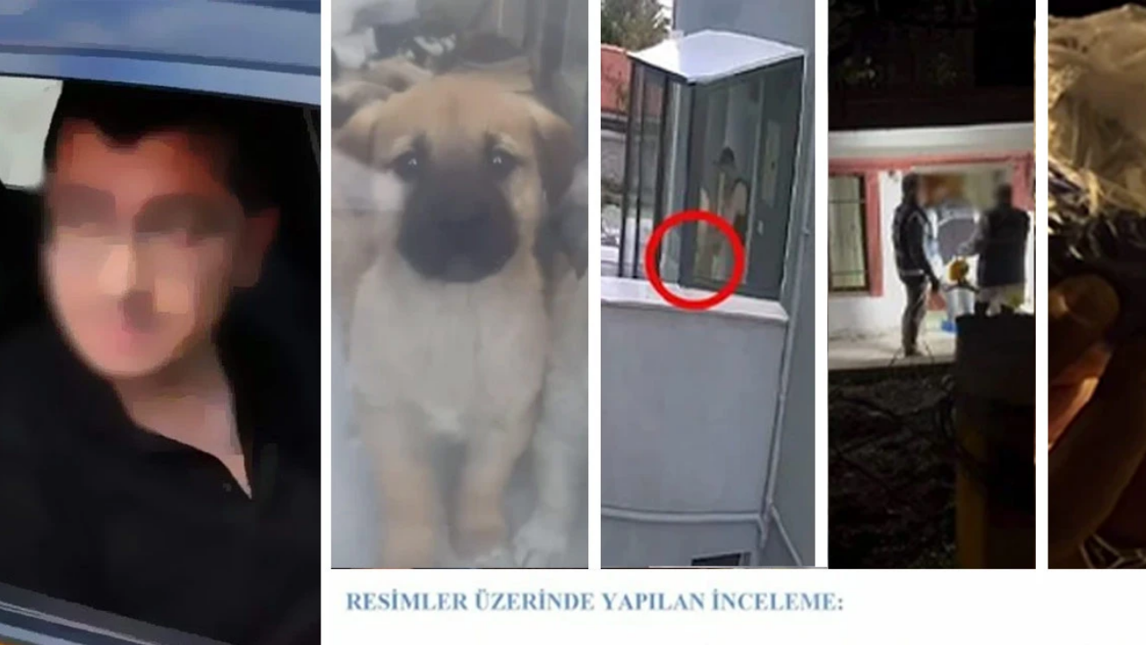 Ankara’da Doktorun Sistematik Katliamı 8 Yavru Köpeğe Yönelik Iğrenç Eylemlerde Bulunmuş! (2)