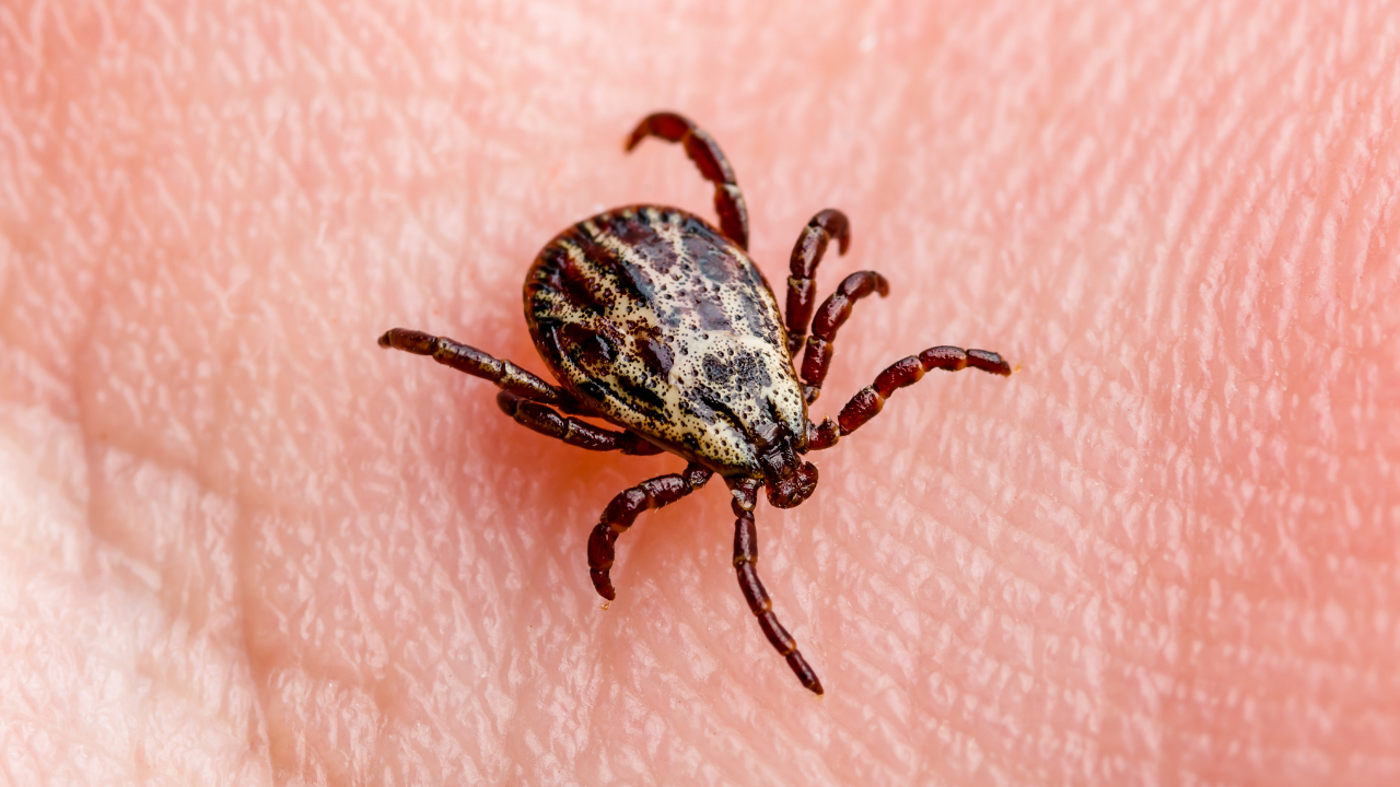 İstanbul’da Kene Alarmı Hangi Tür Ölümcül, Ne Yapmalı (1)