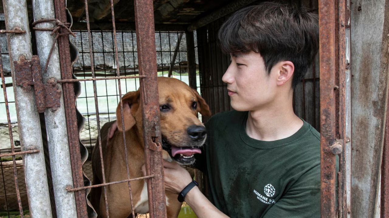 Köpek Eti Yasağı Güney Kore'de Krize Neden Oldu! (1)