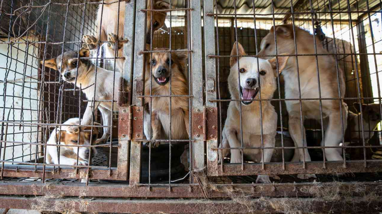 Köpek Eti Yasağı Güney Kore'de Krize Neden Oldu! (2)