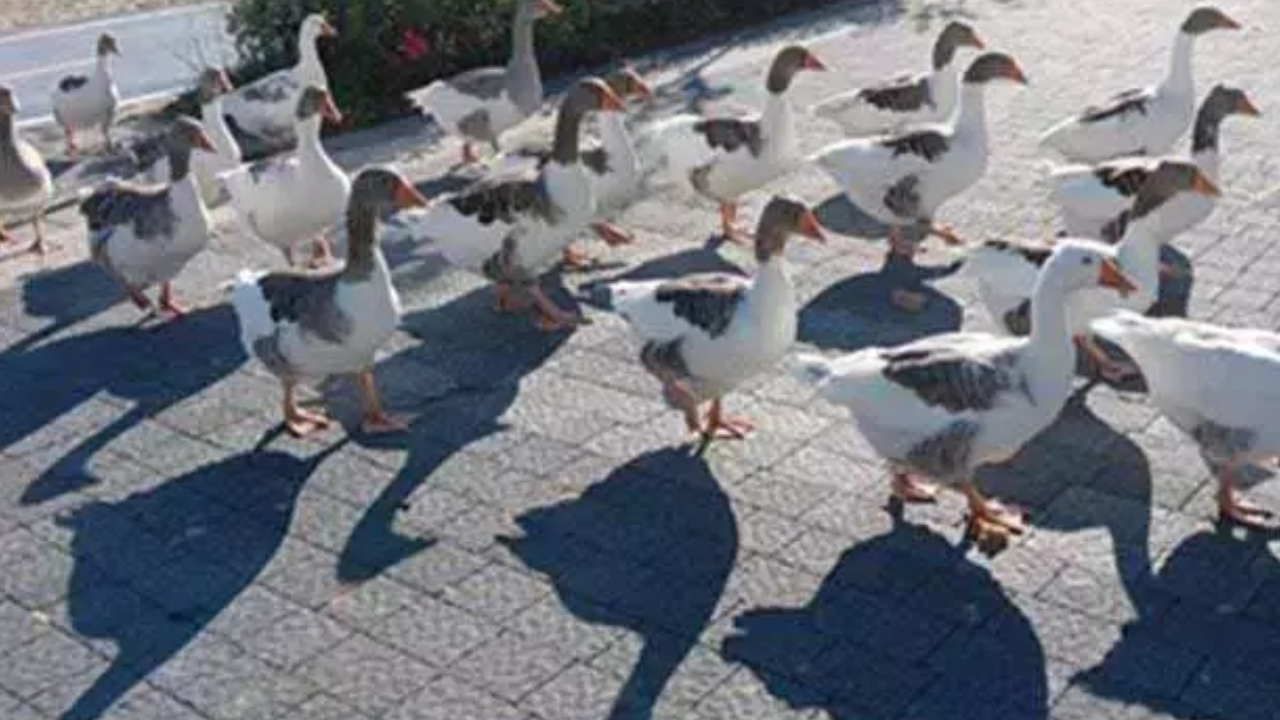 Denize Giren Kazlar Ci̇mer’e Şikayet Edildi, Kafese Kapatıldılar 8 Kaz Hayatını Kaybetti! (3)