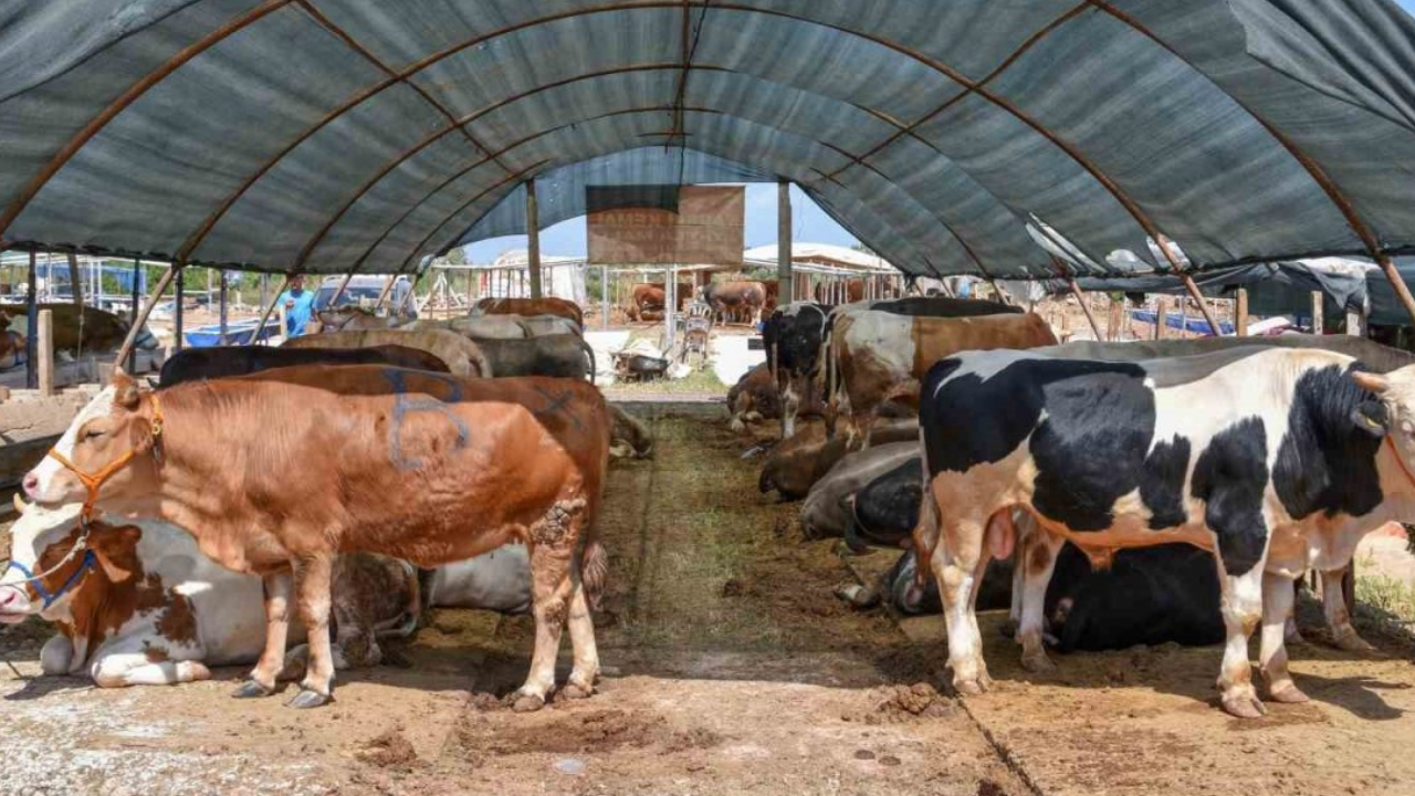 Şap Hastalığı Türkiye Genelinde Yayılıyor Tüm Hayvan Pazarları Kapatıldı