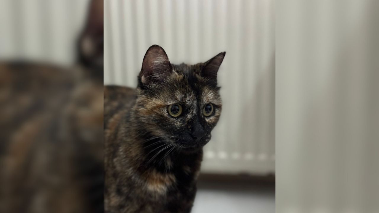Bakan Tunç “Cezve”Yi Işkence Ederek Öldüren Cani Hakkında Konuştu! (4)