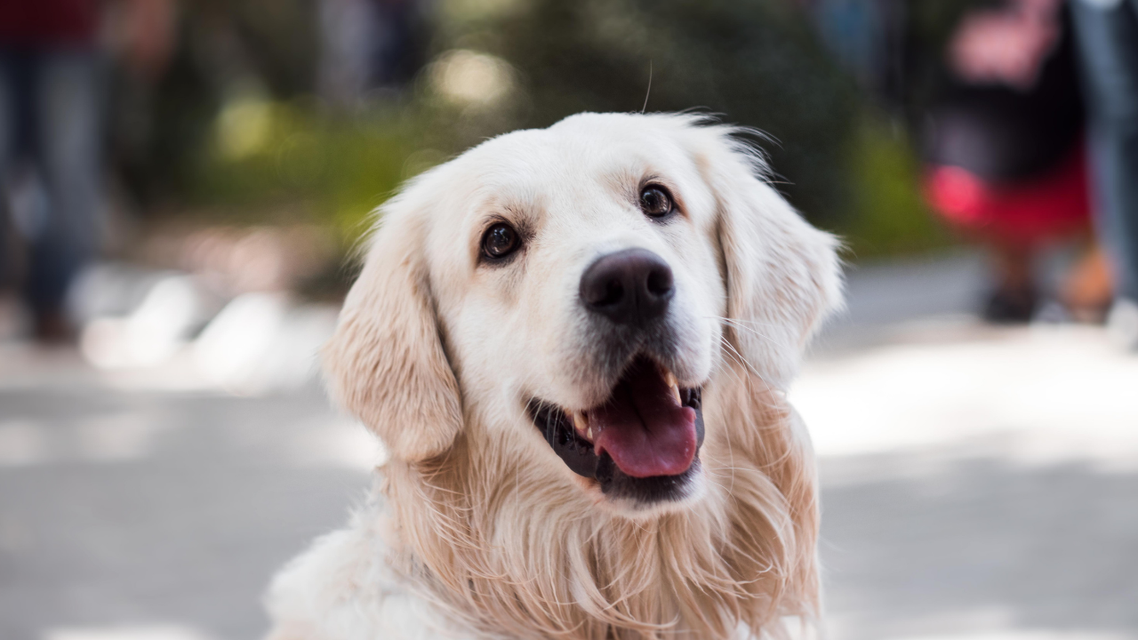 Bugün 26 Ağustos Dünya Köpek Günü Sahiplen, Sev, Koru! (2)