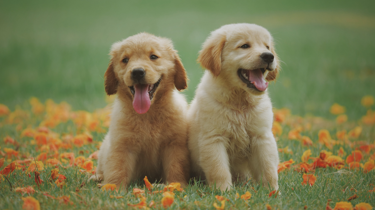 Bugün 26 Ağustos Dünya Köpek Günü Sahiplen, Sev, Koru!