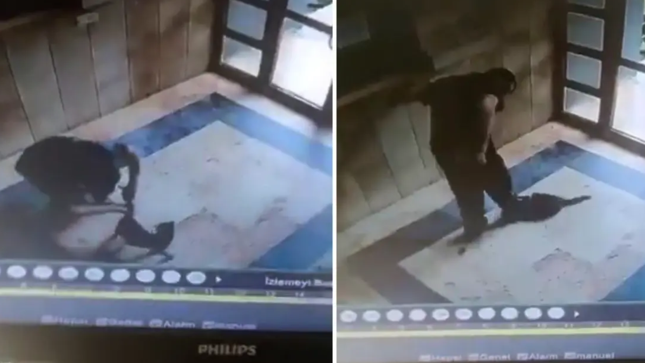 “Cezve” İsimli Kediyi Katleden Burak Altan Tutuklandı! (2)