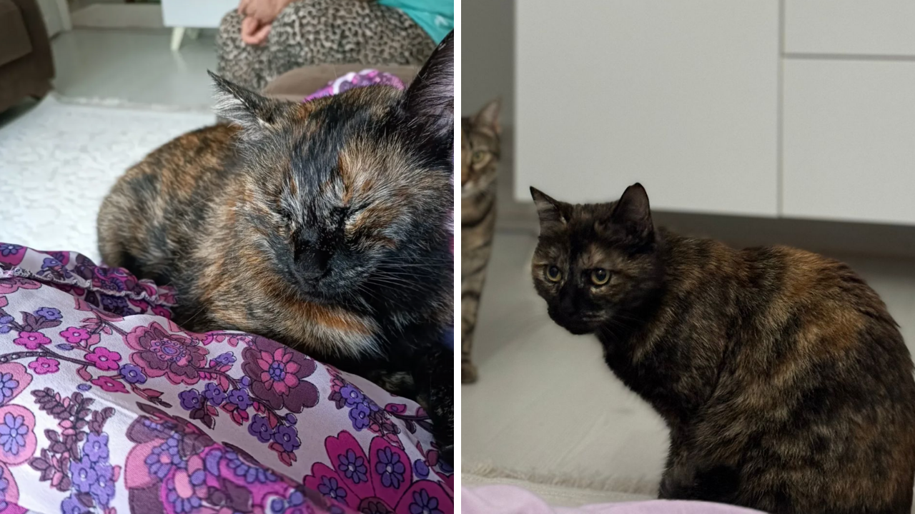 Cezve’nin Katilinin Annesi Konuştu “Alt Tarafı Kedi” (1)