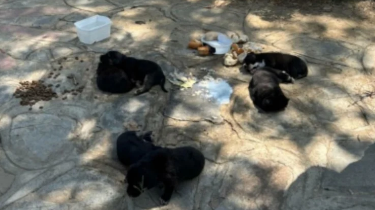 İzmir’de Şok Olay Zehirli Etle 10 Köpek Ve 5 Kedinin Canını Aldı! (1)
