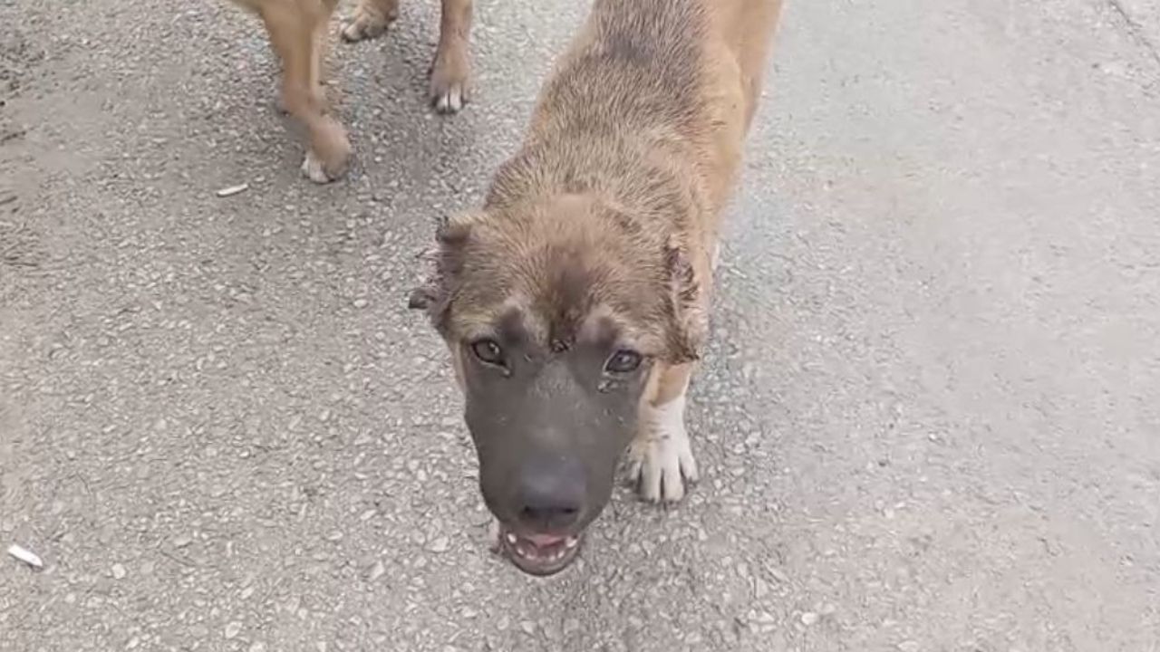 Sokak Köpeğinin Kulağını Kesip Işkence Eden Şahıs Tutuklandı (1)