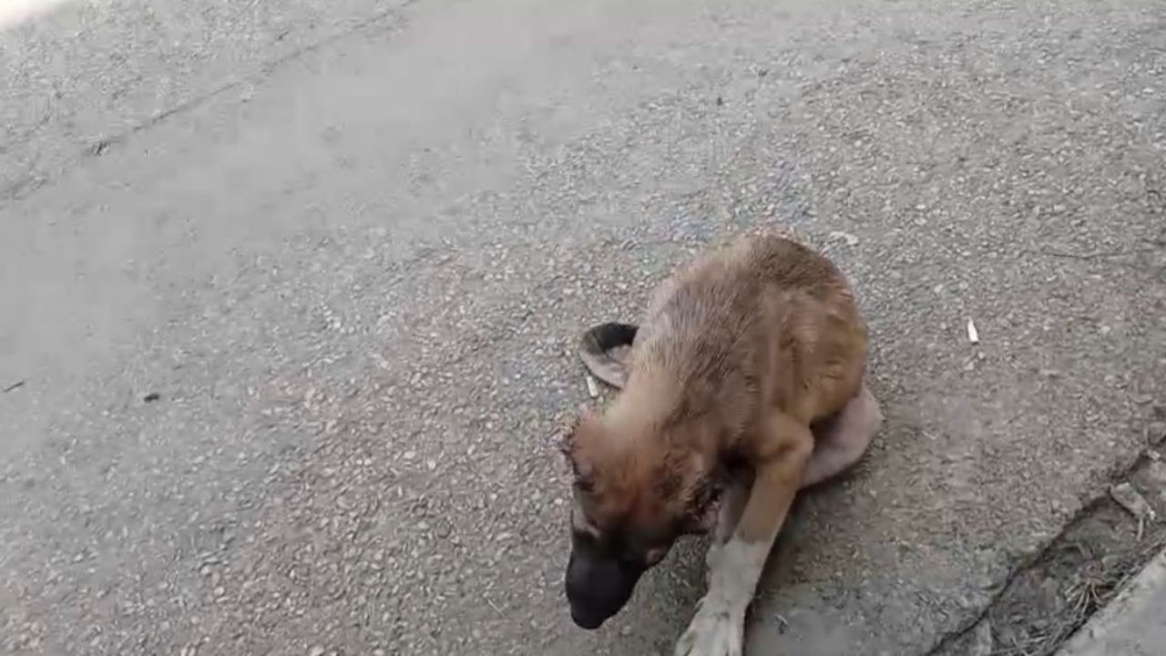Sokak Köpeğinin Kulağını Kesip Işkence Eden Şahıs Tutuklandı (2)
