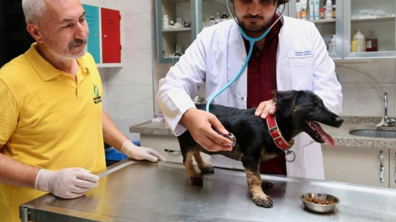 Zifte Saplanan Köpek Yavrusunun Adı “Zift” Oldu! Bu İsmi Mimar Selim Mi Koydu (1)