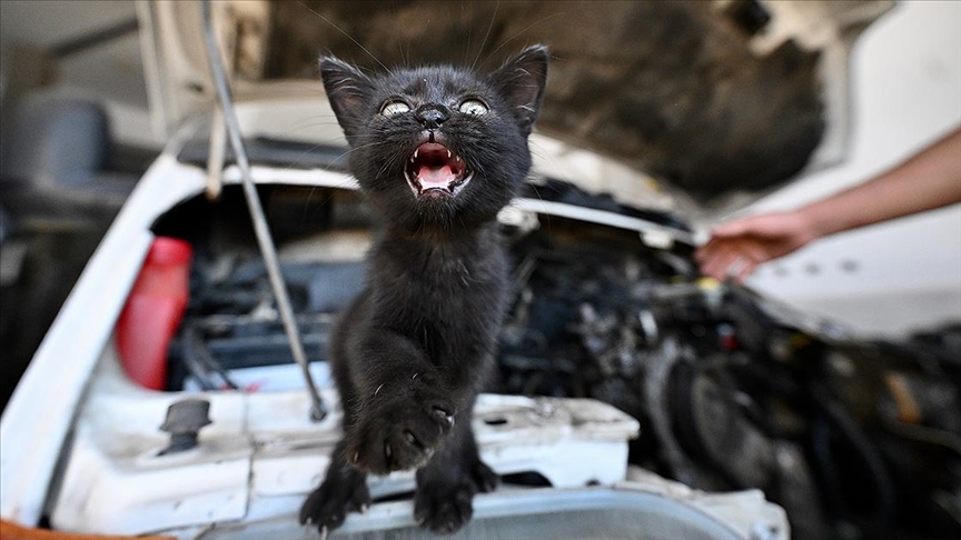 Tamir İçin Gelen Aracın Motorundan Kedi Çıktı Usta Adını %22Çırak%22 Koydu!1
