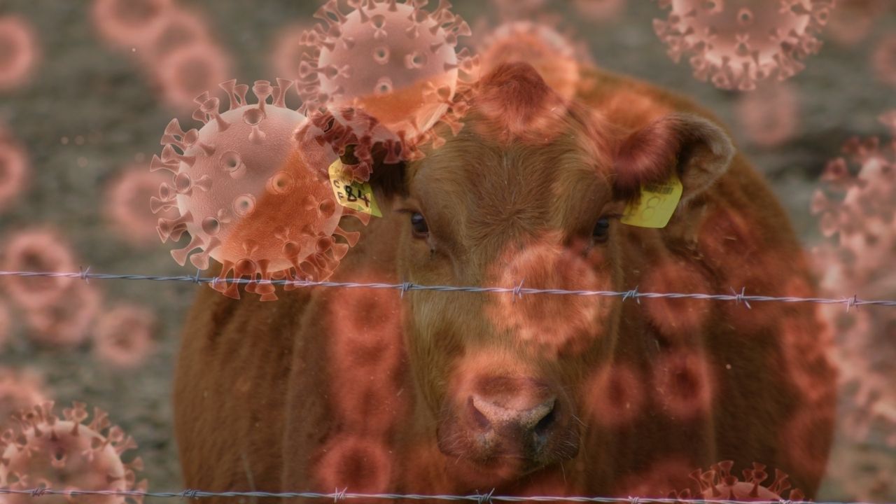O Vi̇rüs Türkiye’yi̇ Alarma Geçi̇rdi̇ Ankara’dan Sonra Bolu’da Da Görüldü (4)