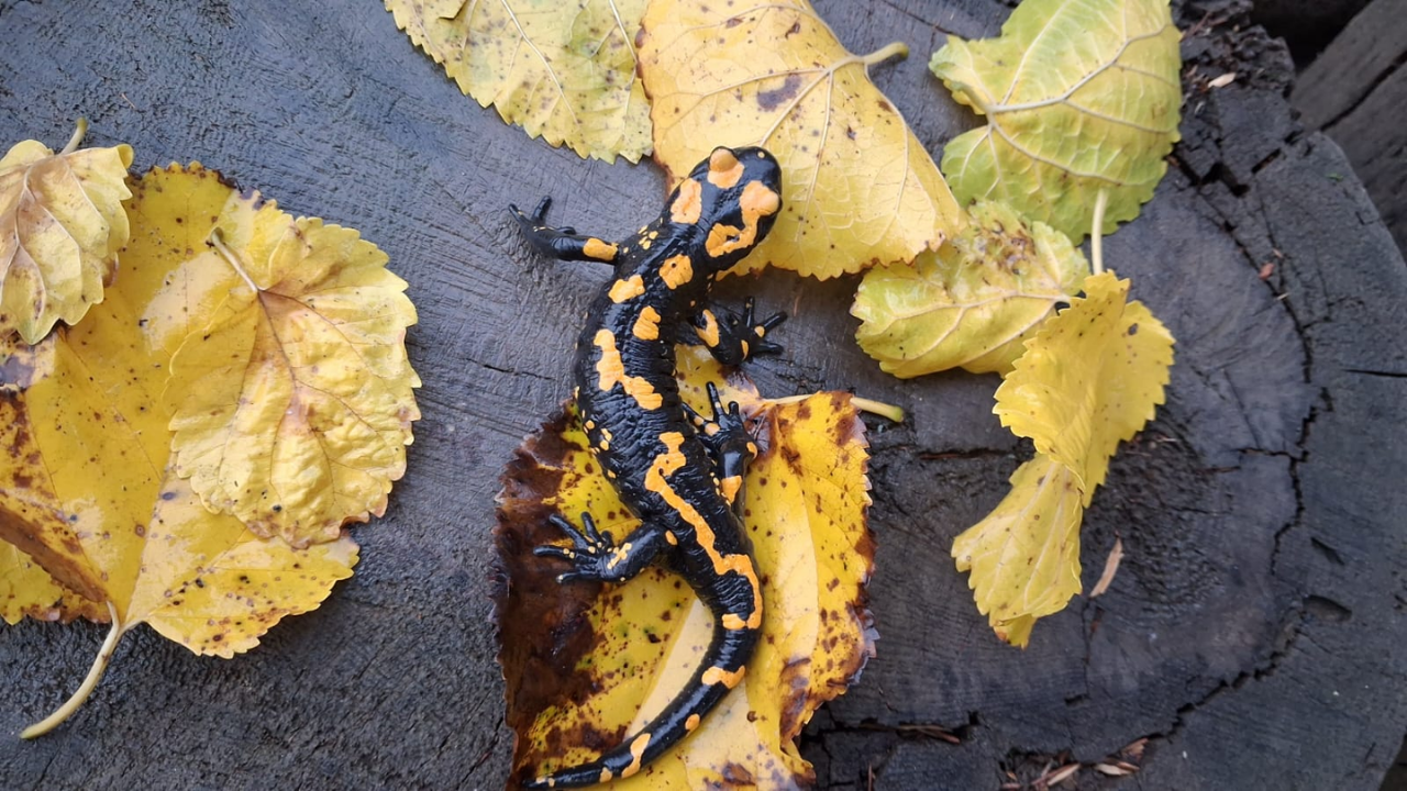 Adana'da Nesli Tükenme Tehlikesi Altındaki Sarı Benekli Semender Görüldü