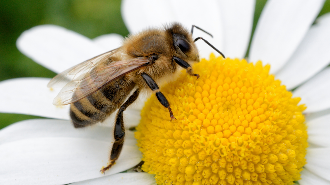 Arılar Olmasa Dünya Nasıl Bir Yer Olurdu (2)