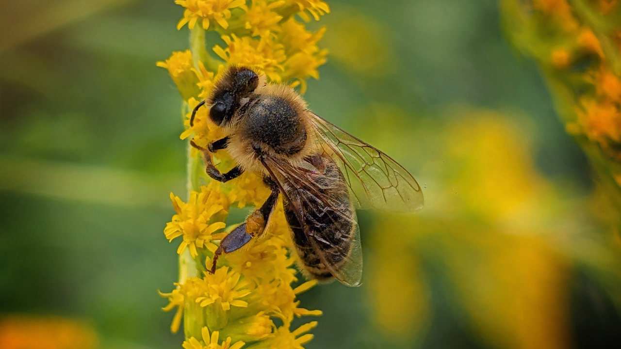 Arılar Olmasa Dünya Nasıl Bir Yer Olurdu