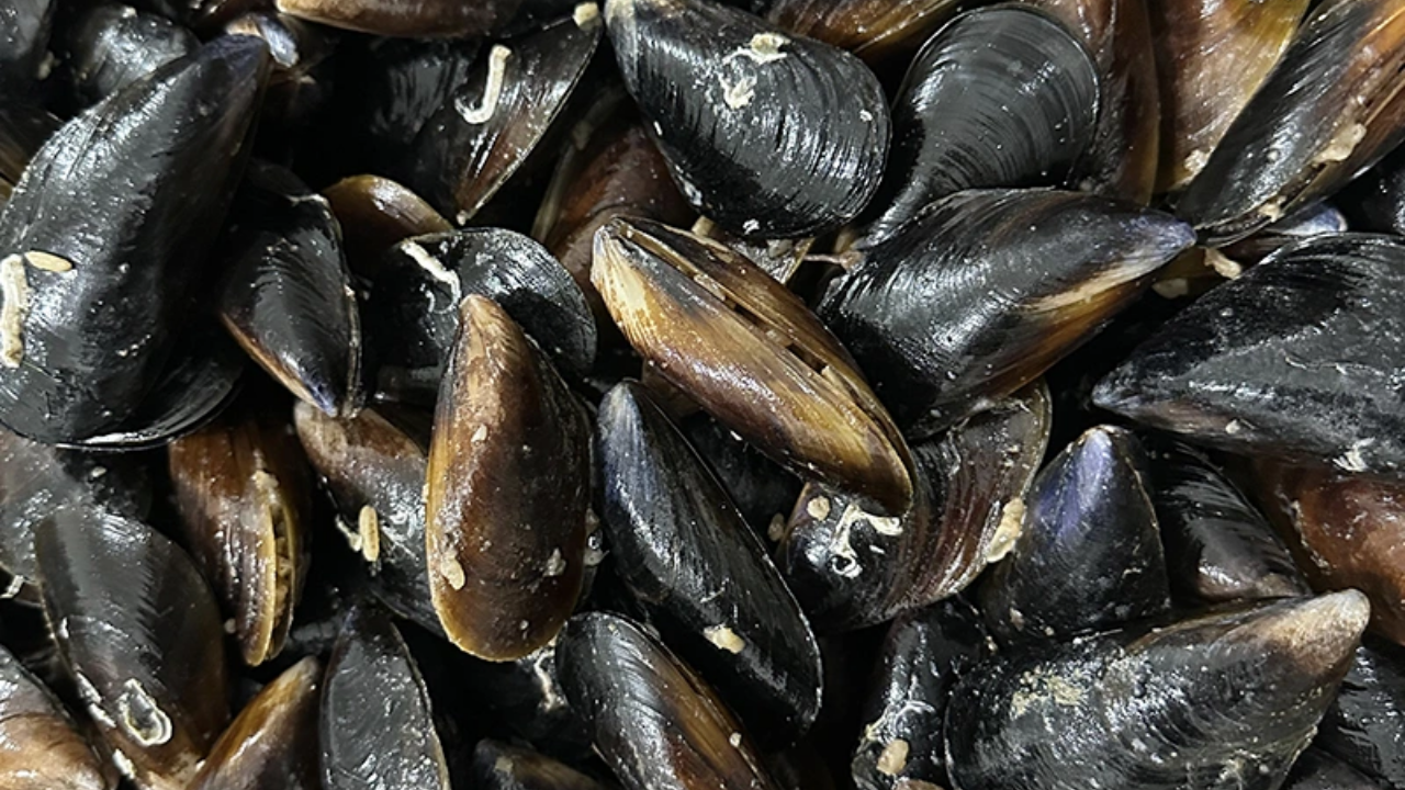 İstanbul’da Gıda Zehirlenmesi Alarmı Kaçak Midye Tüketimi Risk Taşıyor (1)