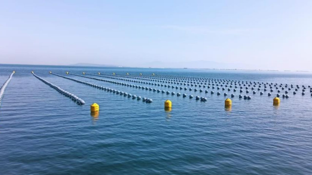 İstanbul’da Gıda Zehirlenmesi Alarmı Kaçak Midye Tüketimi Risk Taşıyor