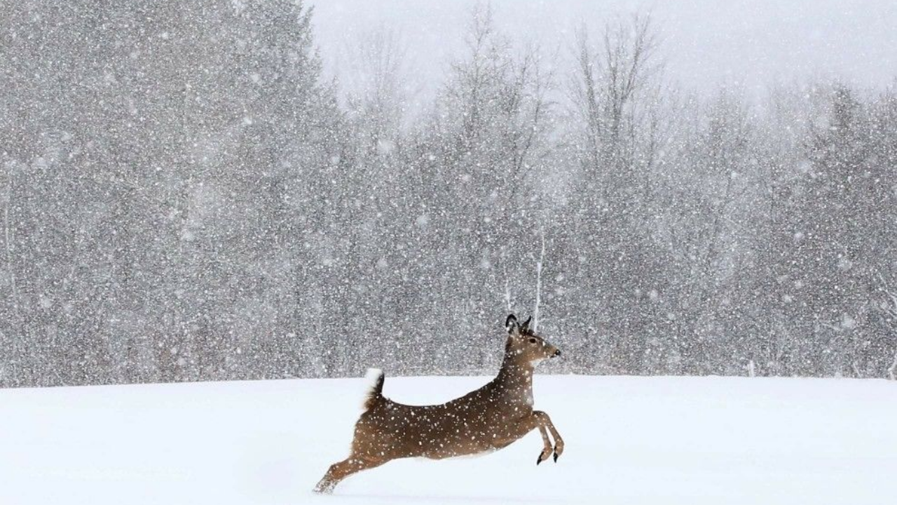 Kar Yağınca Hava Neden Isınır (1)