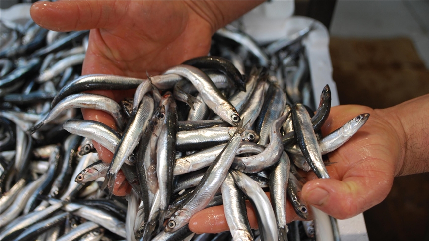 Karadeniz'de Hamsi Bolluğu Kilosu 75 Liradan Satılıyor 6