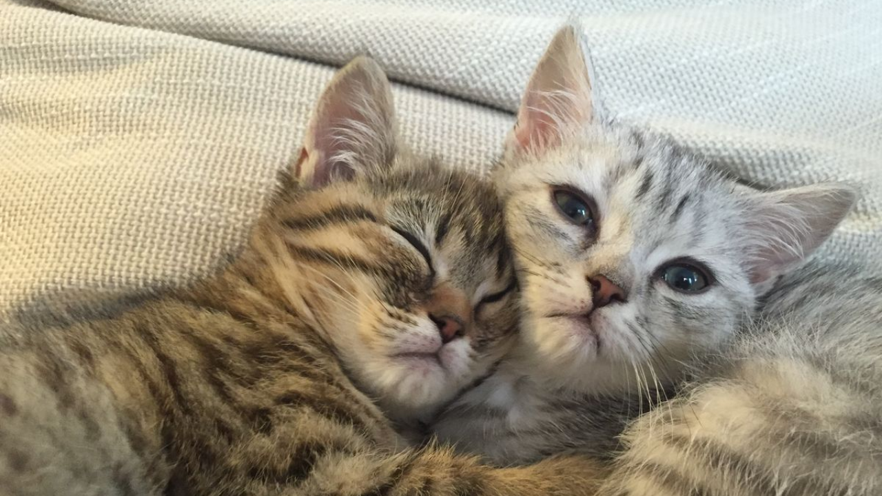 Kediler Neden Çok Uyur (3)