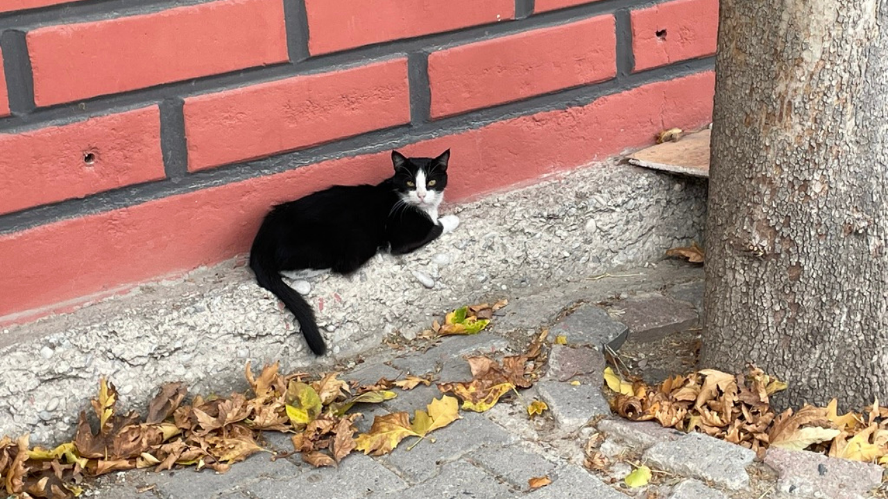 Kedilere Neden Kemikli Et Verilmemeli (1)