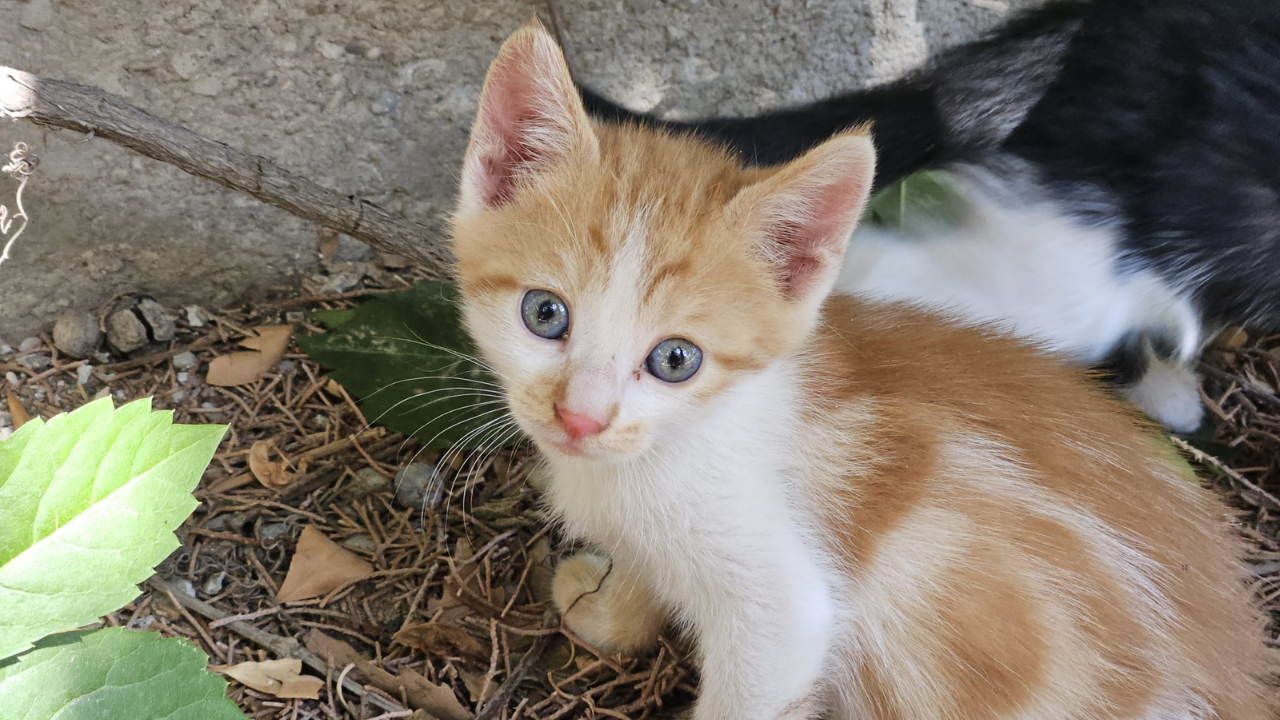 Kedilere Neden Kemikli Et Verilmemeli (3)