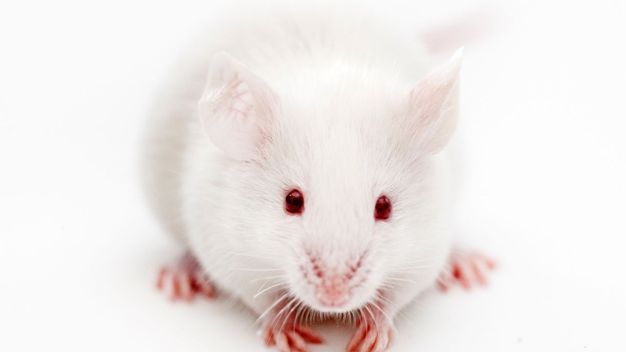 Rüyada Fare Görmek Ne Anlama Gelir (1)