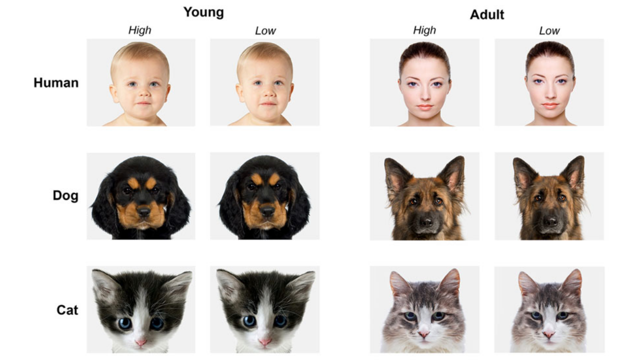 Sevimli Bulduğumuz Şeyleri Neden Isırmak Isteriz (5)