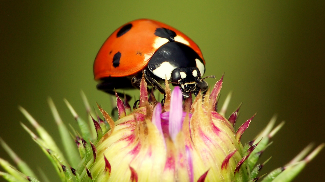 Uğur Böcekleri Hakkında 8 Ilginç Gerçek (1)