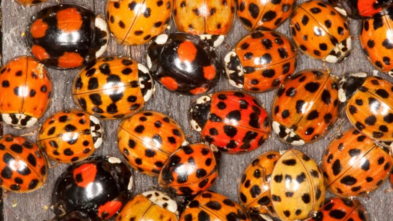 Uğur Böcekleri Hakkında 8 Ilginç Gerçek (2)