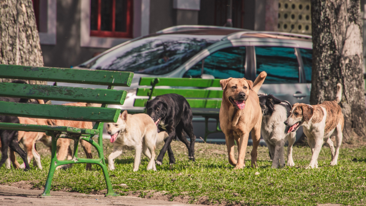 150 Avukattan İstanbul Valiliği'ne Suç Duyurusu Sokak Hayvanlarını Beslemeyi Yasaklayamazsınız (1)