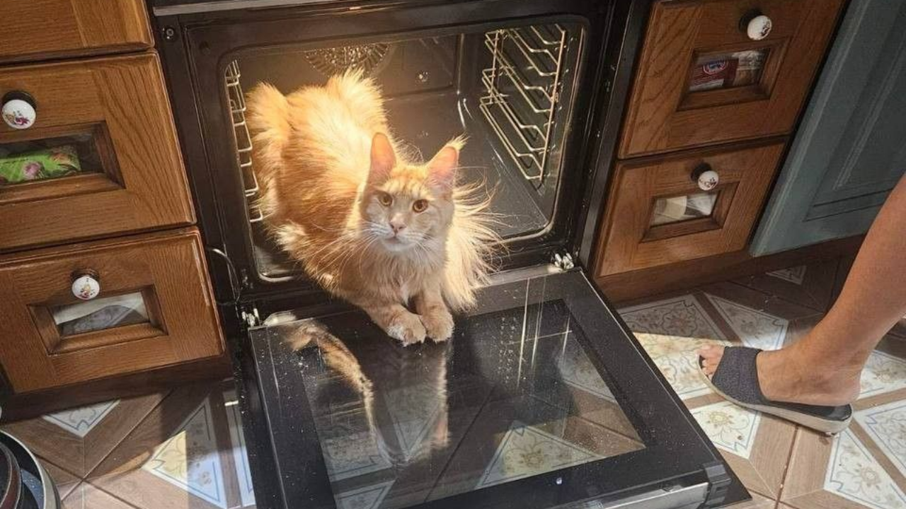 Bilim 2025’Te Evcil Hayvanlar Hakkında Bildiklerimizi Altüst Etti (4)