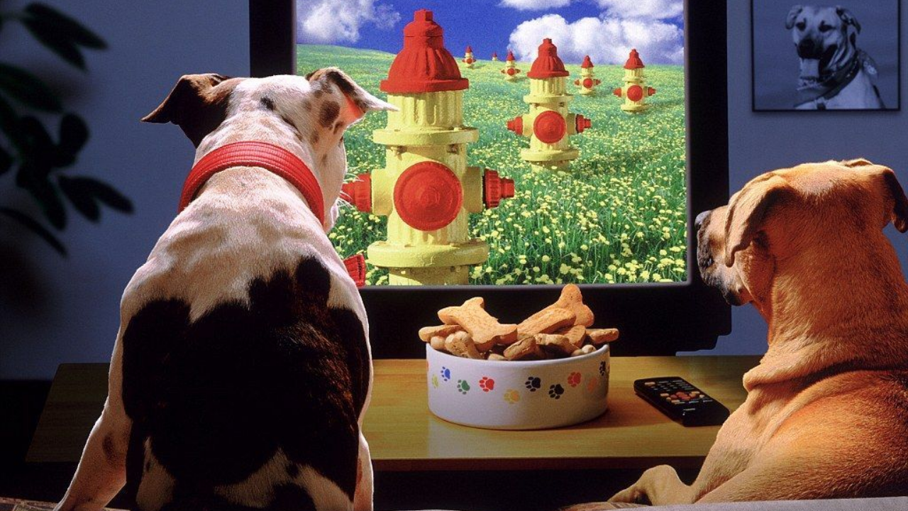 Bilim 2025’Te Evcil Hayvanlar Hakkında Bildiklerimizi Altüst Etti (5)