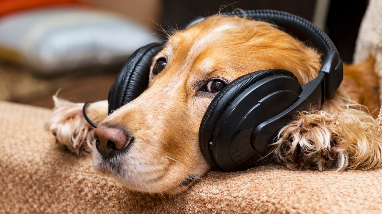 Bilimsel Araştırmalar Kanıtladı Klasik Müzik Köpekleri Ve Kedileri Sakinleştiriyor (1)