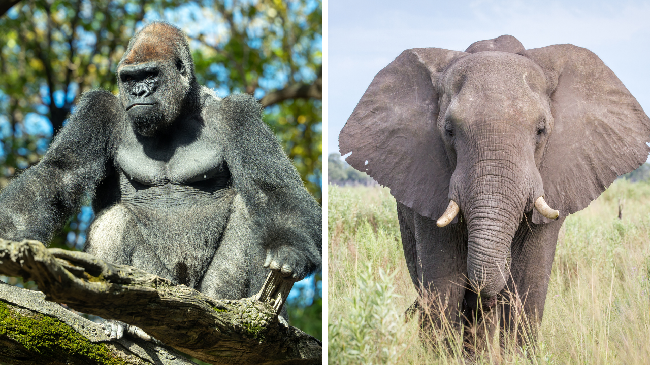 Bilimsel Araştırmalar Kanıtladı Klasik Müzik Köpekleri Ve Kedileri Sakinleştiriyor (3)