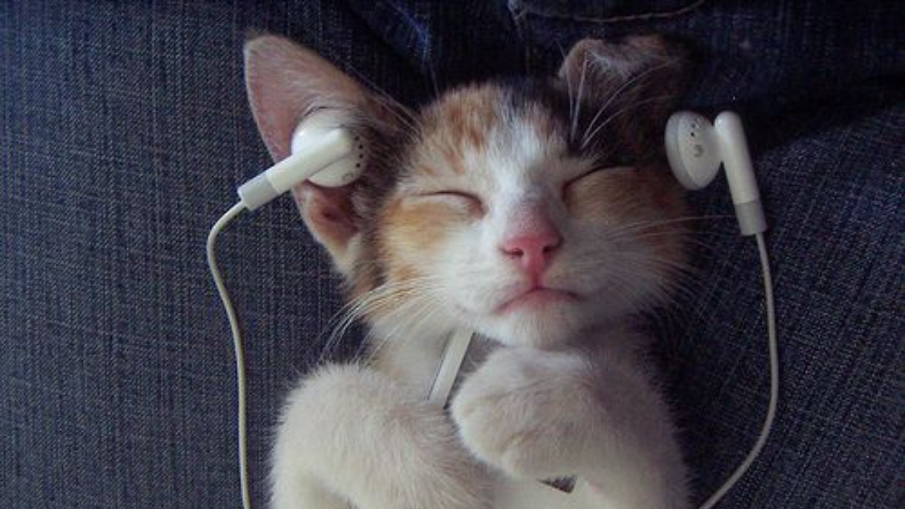 Bilimsel Araştırmalar Kanıtladı Klasik Müzik Köpekleri Ve Kedileri Sakinleştiriyor (4)