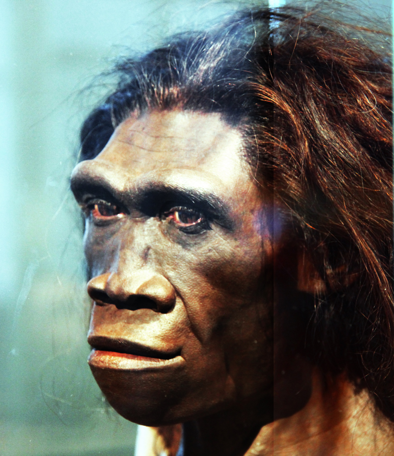 Homo.erectus