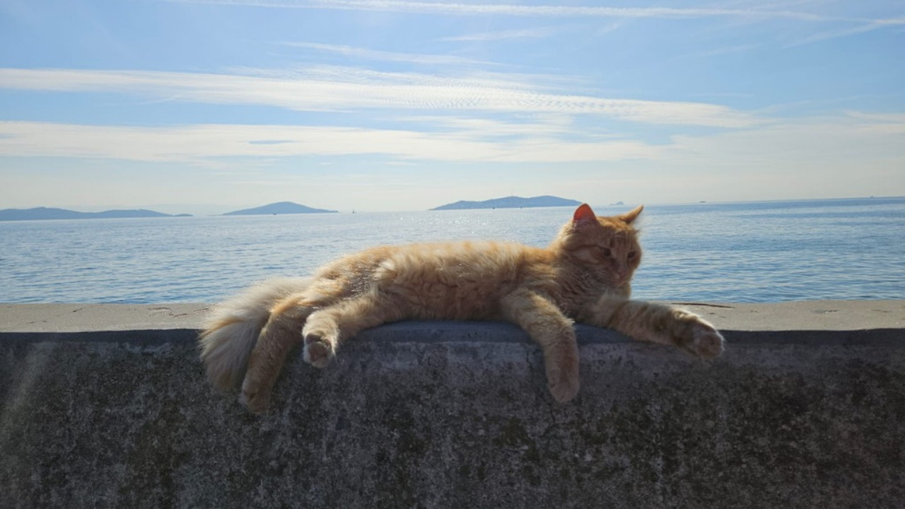 İnsan Ve Kediler Yüzde 90 Dna Paylaşıyor (3)