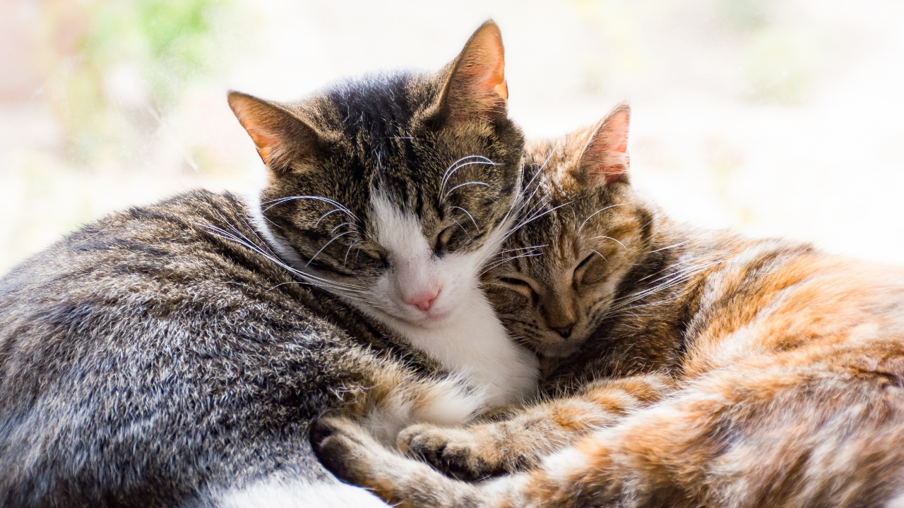 İnsan Ve Kediler Yüzde 90 Dna Paylaşıyor (4)