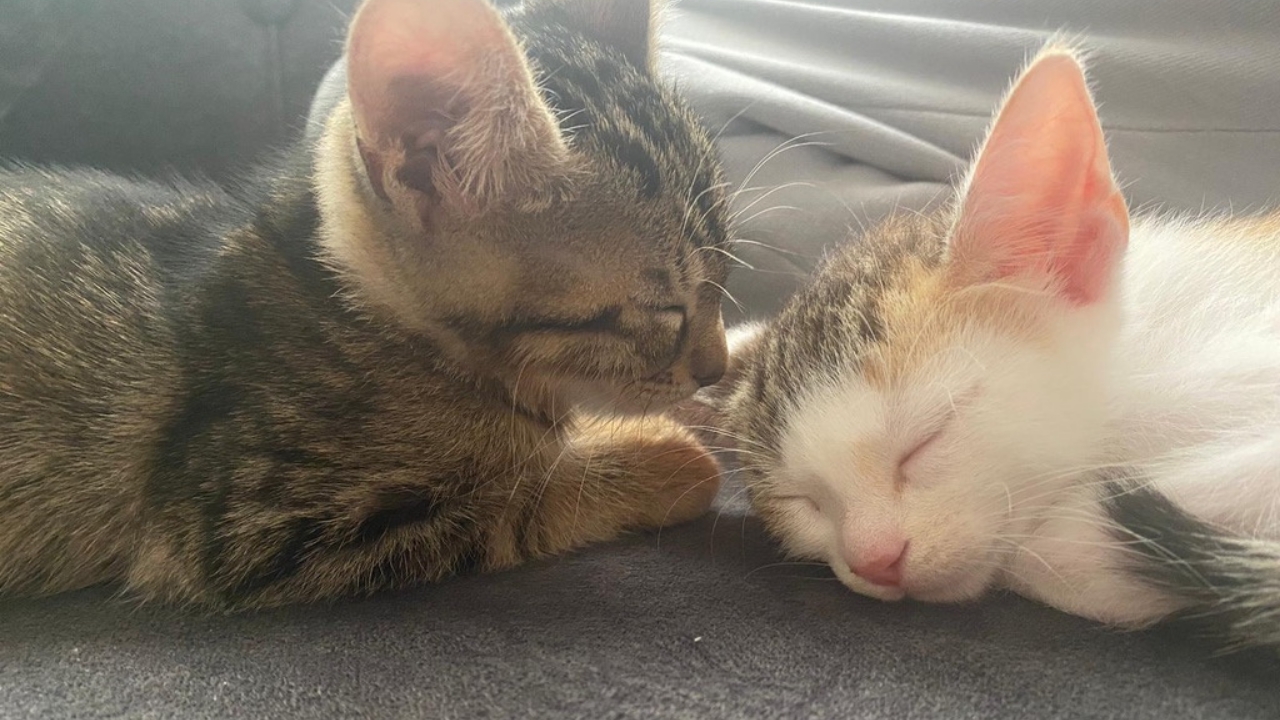 İnsanlar Kedileri Neden Bu Kadar Çok Seviyor (3)