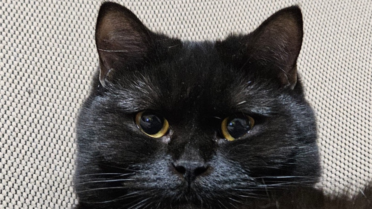 İnsanlar Kedileri Neden Bu Kadar Çok Seviyor (4)