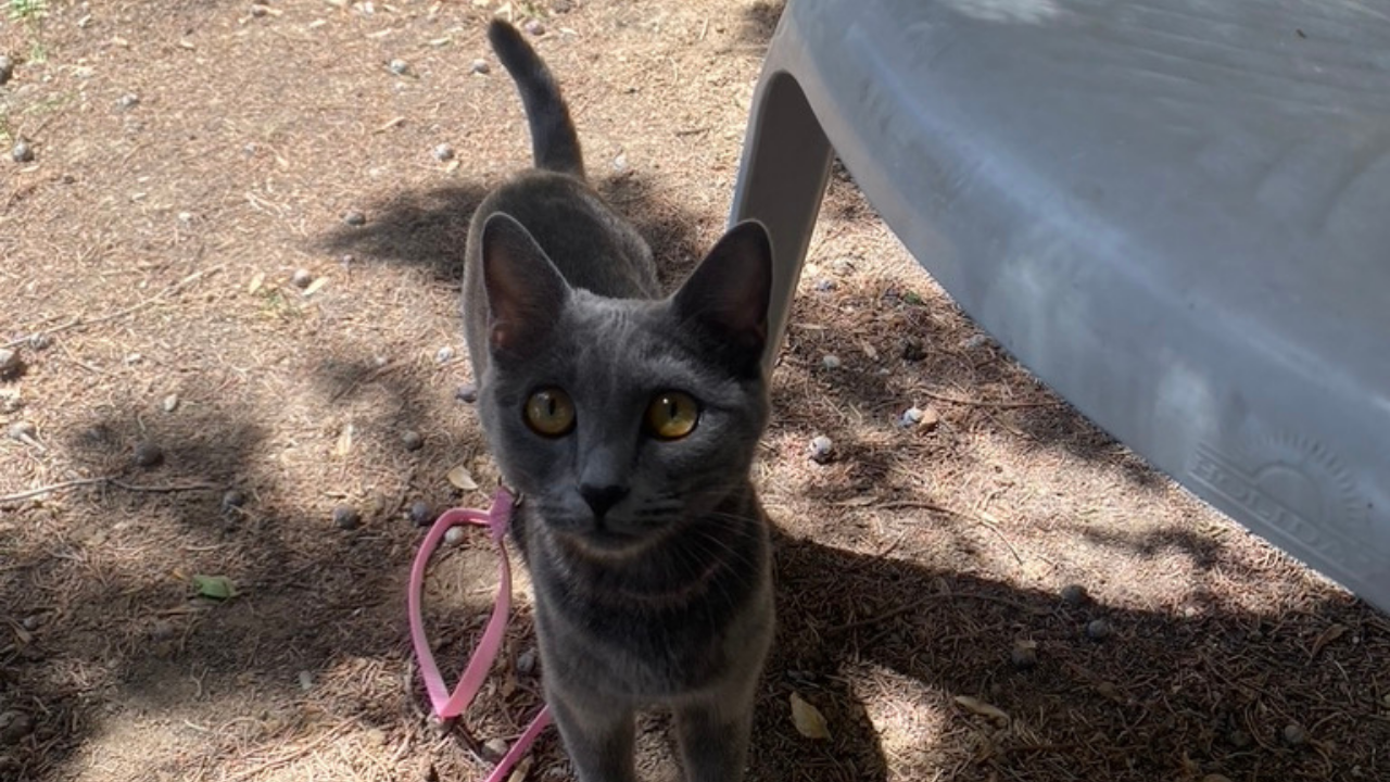 İnsanlar Kedileri Neden Bu Kadar Çok Seviyor (5)