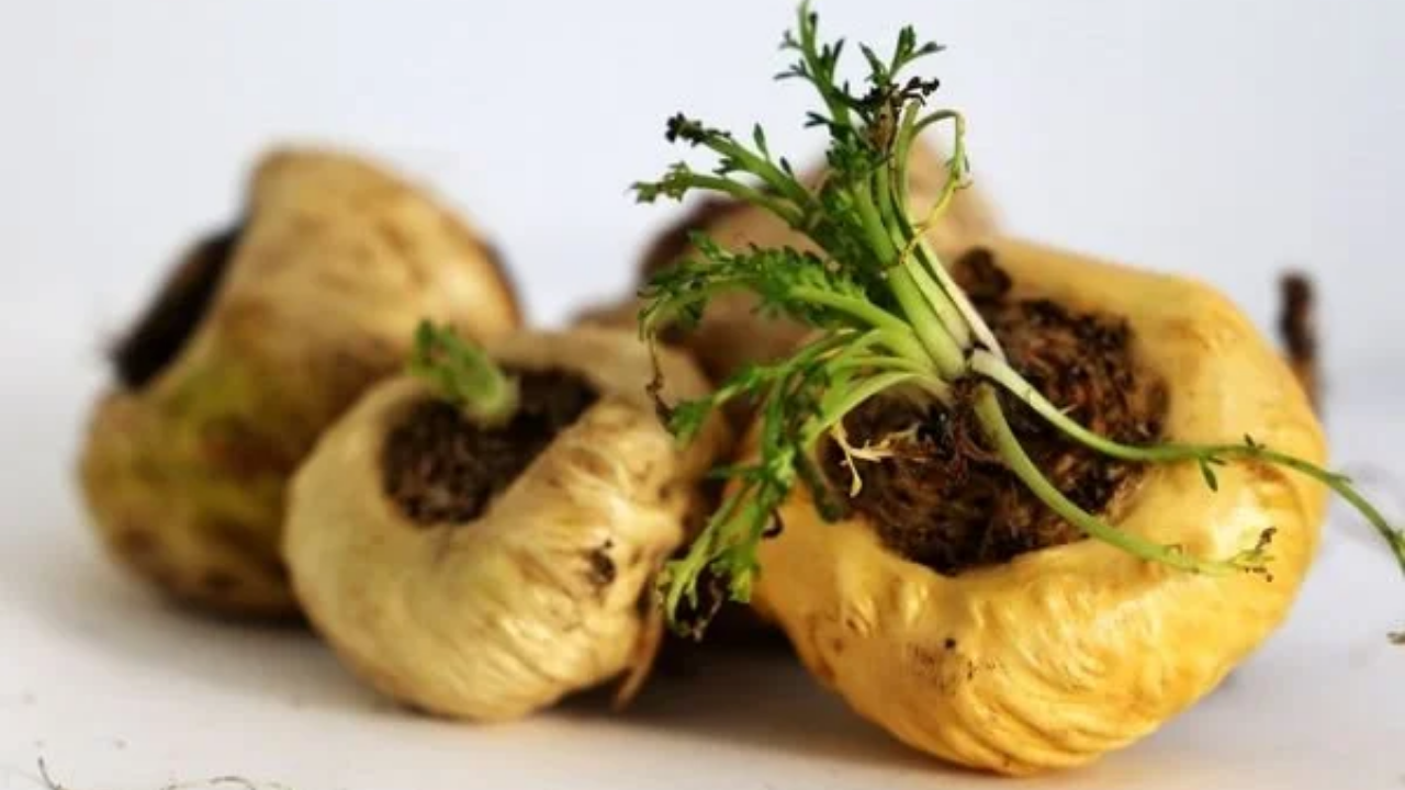 Kahve Bağımlılığından Kurtaran 5 Doğal Ve Kafeinsiz Alternatif