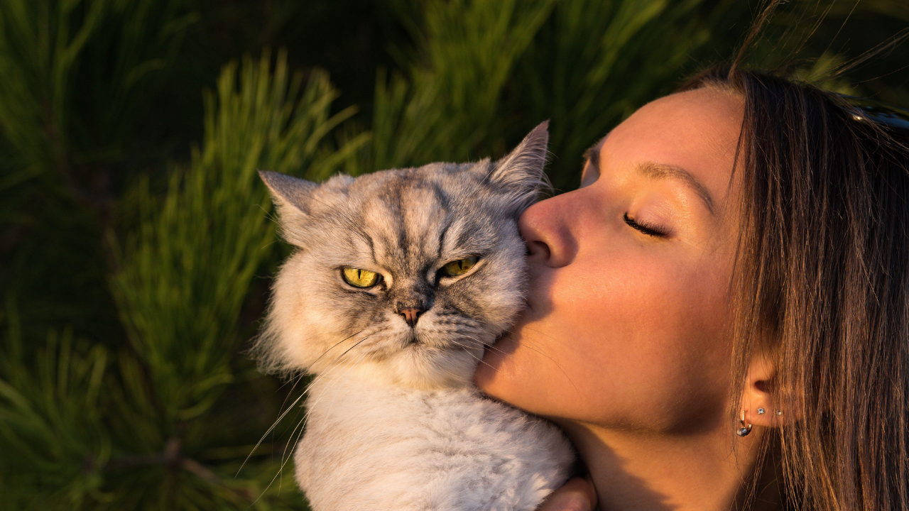 Kediler Favori Insanlarını Nasıl Belirliyor Bilim Açıklıyor