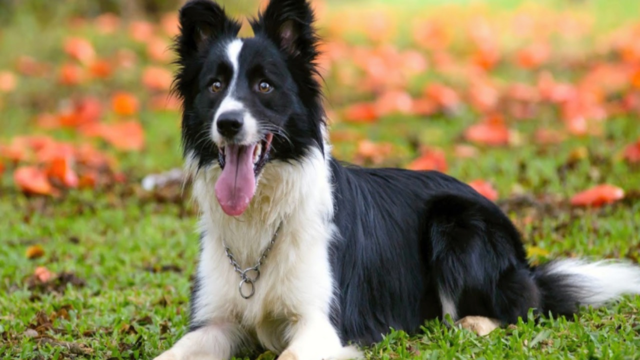 Kediler Mi Köpekler Mi 2