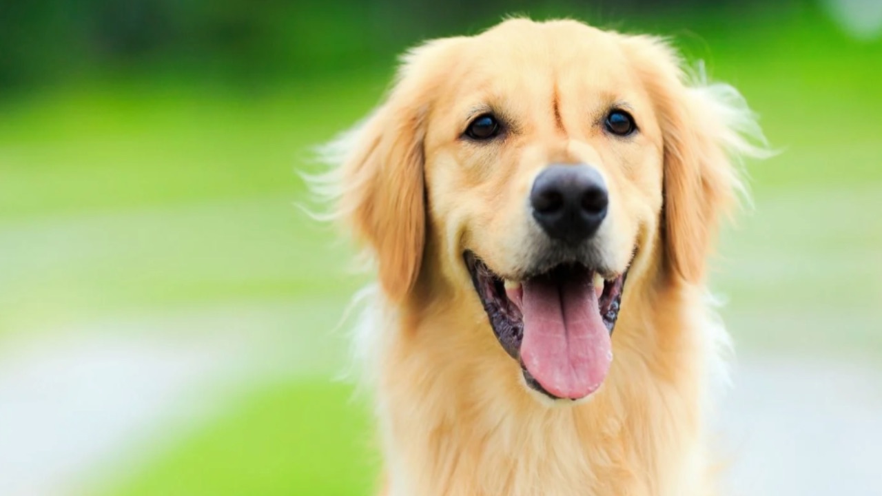 Kediler Mi Zeki Köpekler Mi 1