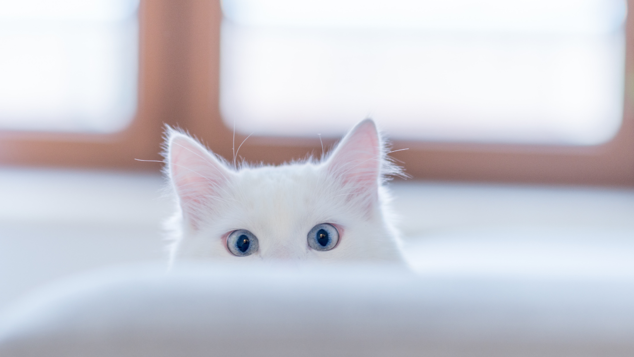 Kediler Nasıl Evcilleşti Kedilerin Dünyayı Ele Geçirme Hikâyesi (4)