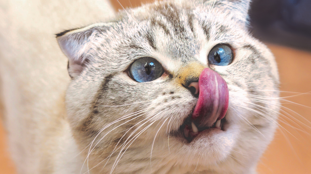 Kediler Nasıl Evcilleşti Kedilerin Dünyayı Ele Geçirme Hikâyesi (5)