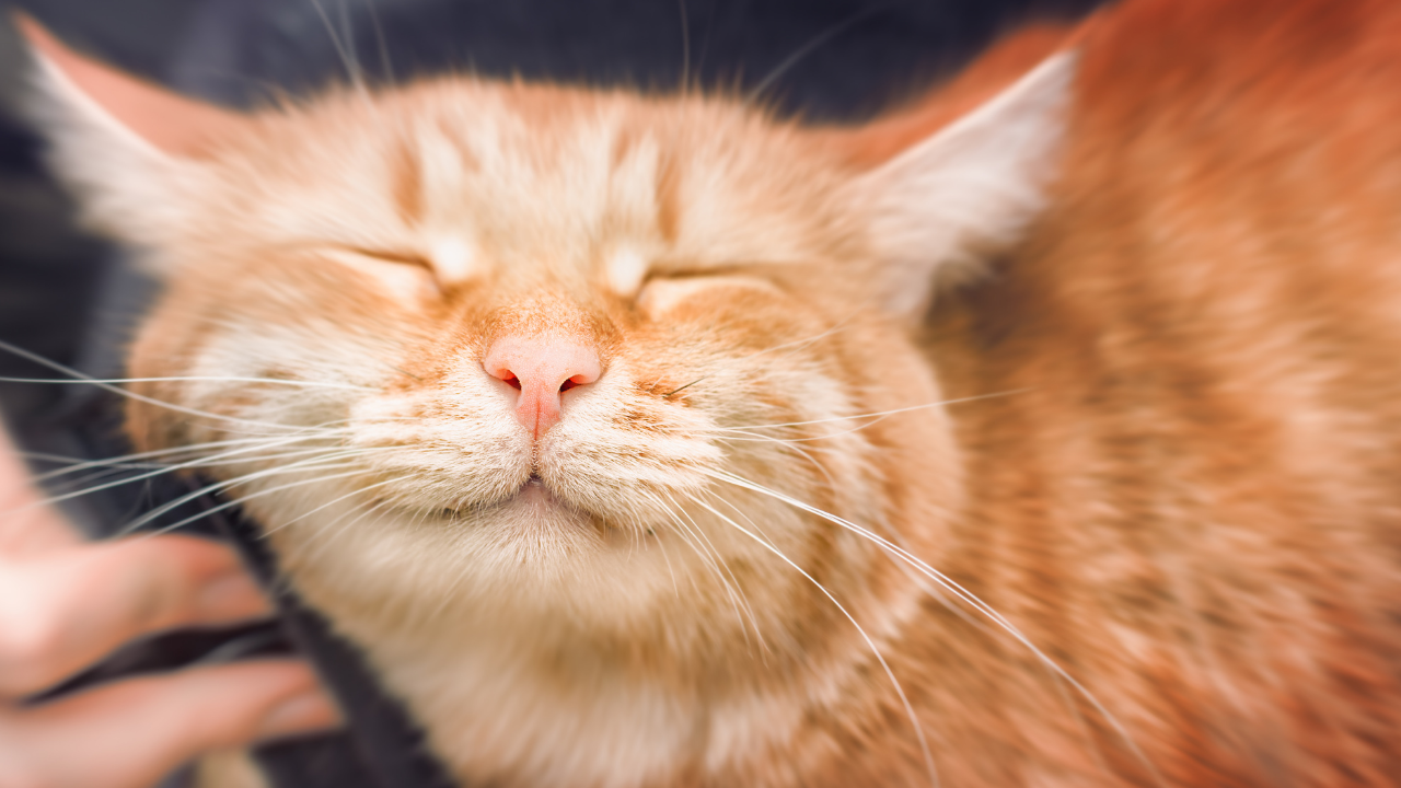 Kediler Nasıl Evcilleşti Kedilerin Dünyayı Ele Geçirme Hikâyesi (6)